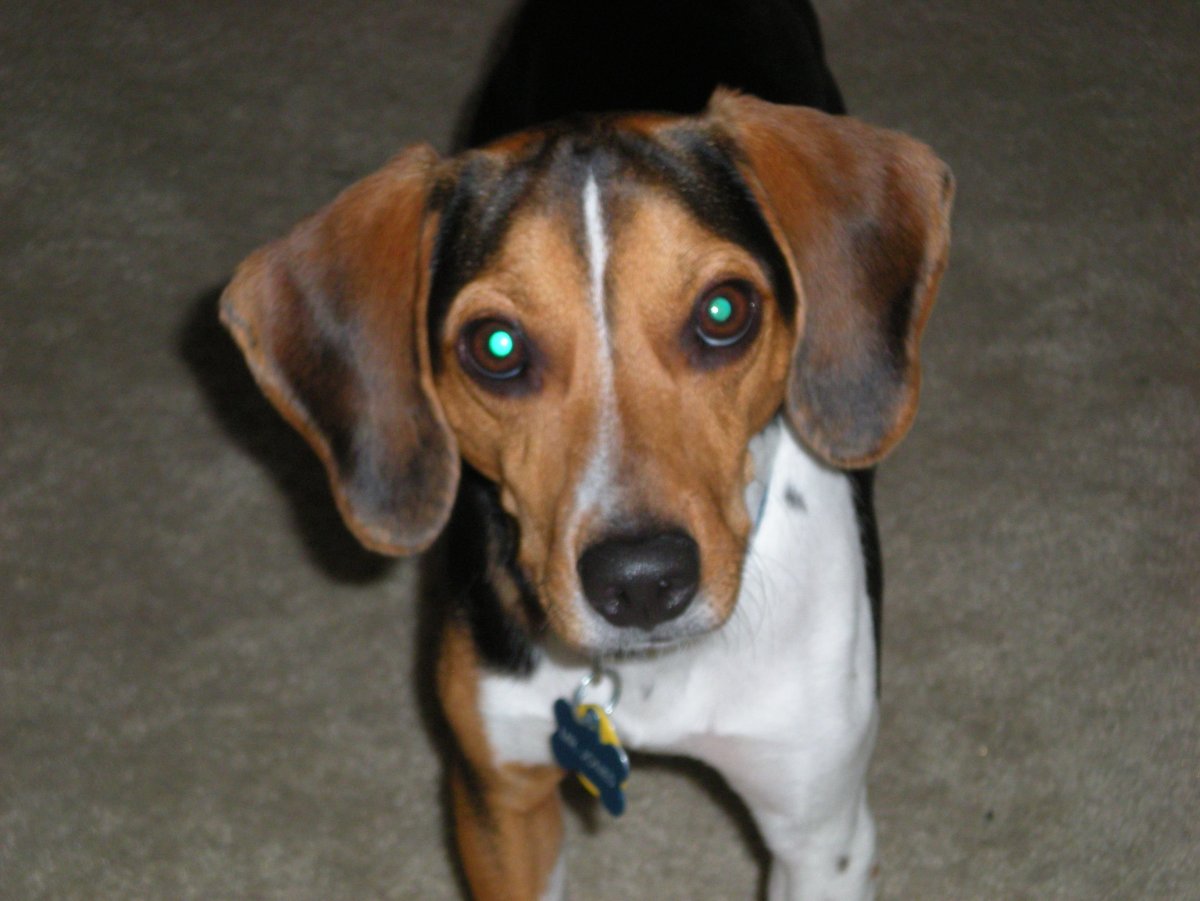 Бигль и такса помесь