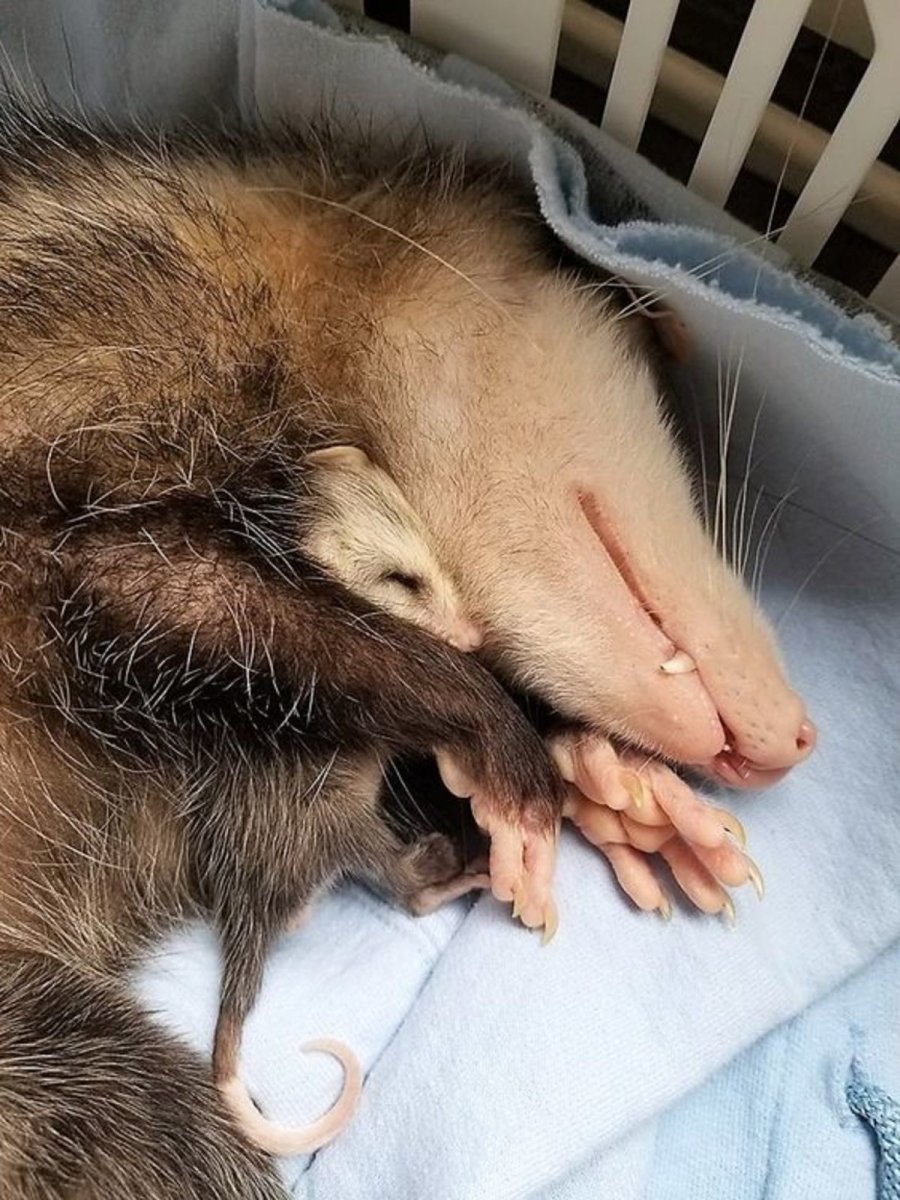 Опоссум с детенышами