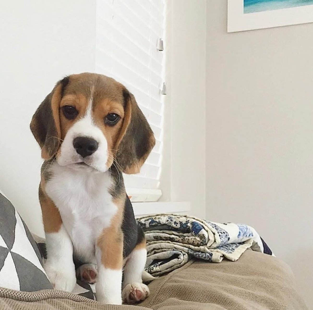 Фото бигля и ёрка