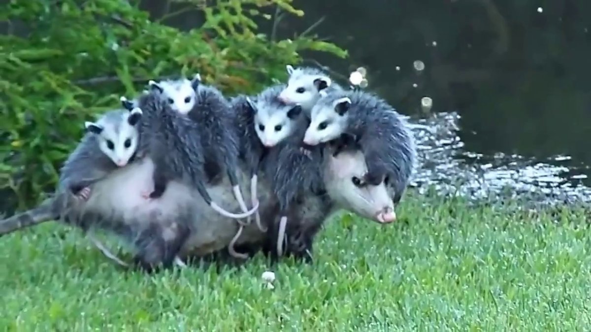 Мама опоссум