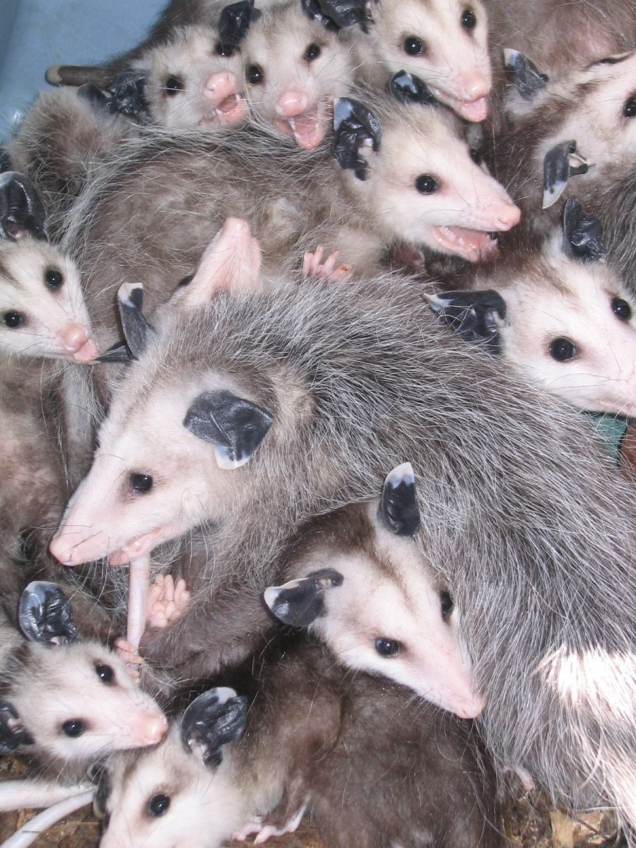 Крысовидные опоссумы