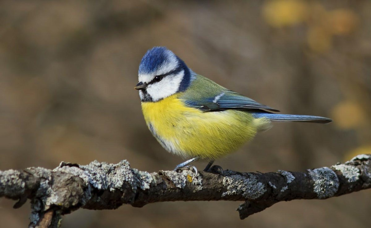 Балийский скворец