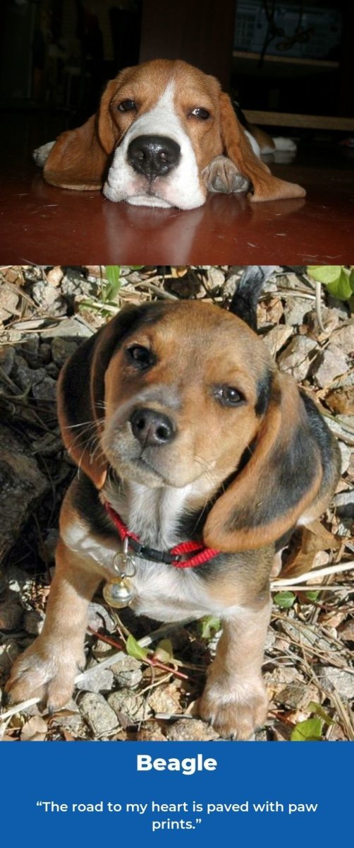 Бигль и такса