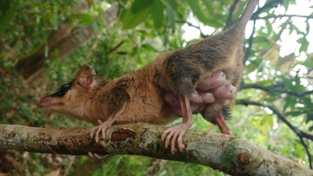 Сумчатый опоссум беременный