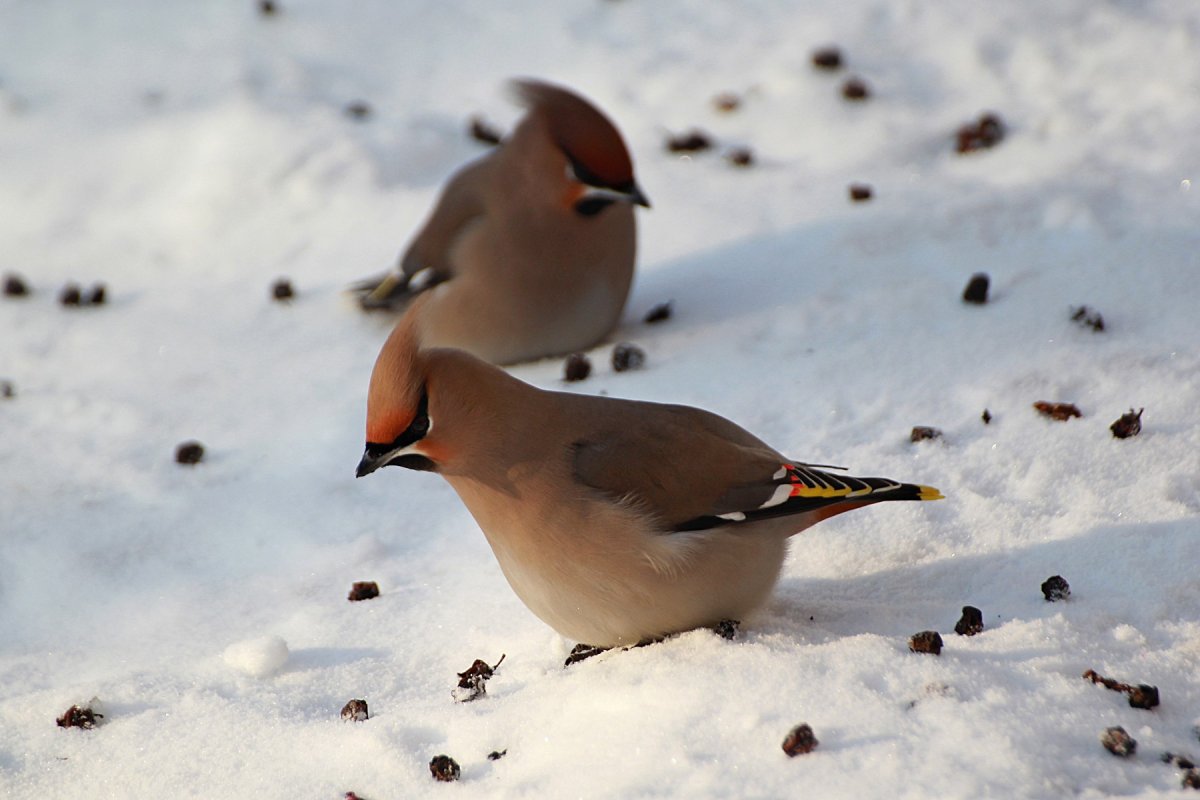 Свиристель птица свиристель