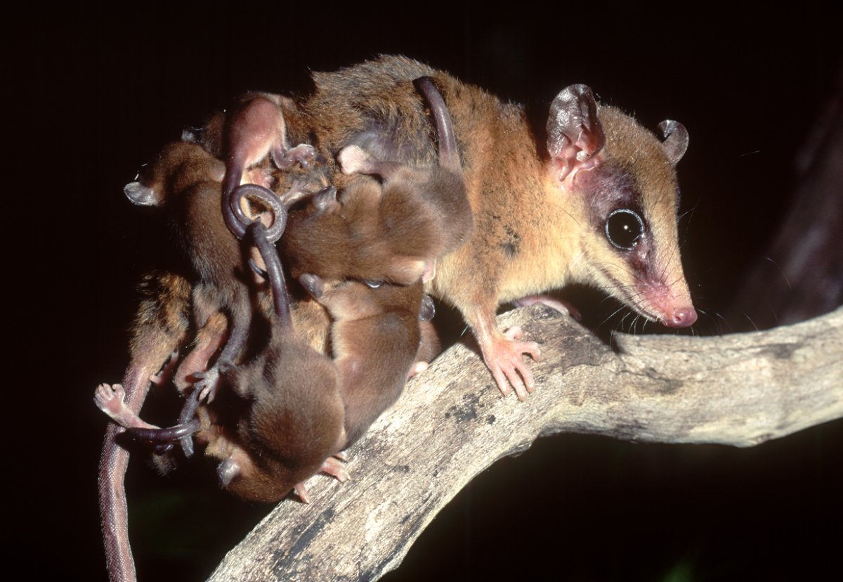 Рыжего мышиного опоссума (Marmosa lepida)