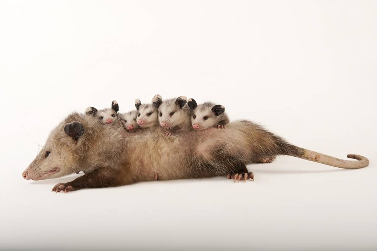 Опоссумы Бенджамина Харрисона