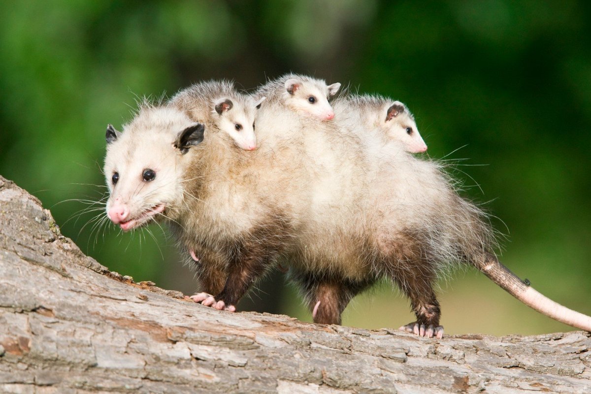 Белобрюхий опоссум