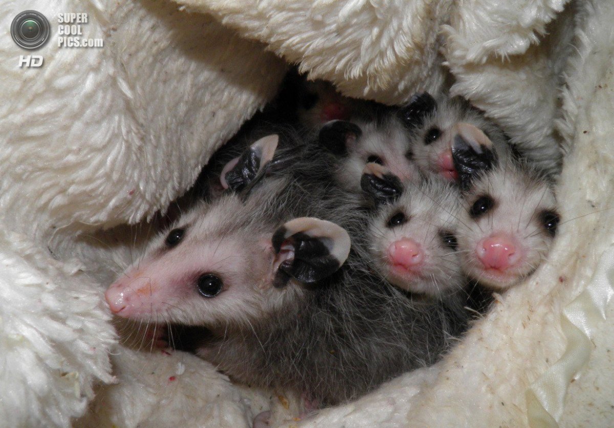 Сумчатый опоссум с детенышами