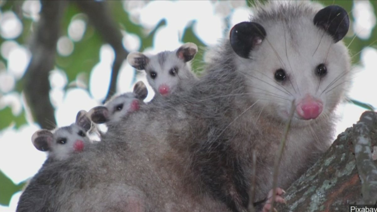 Сумчатый опоссум малыш