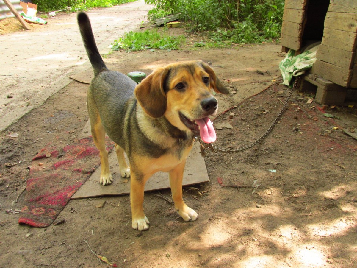 Метис таксы и бигля