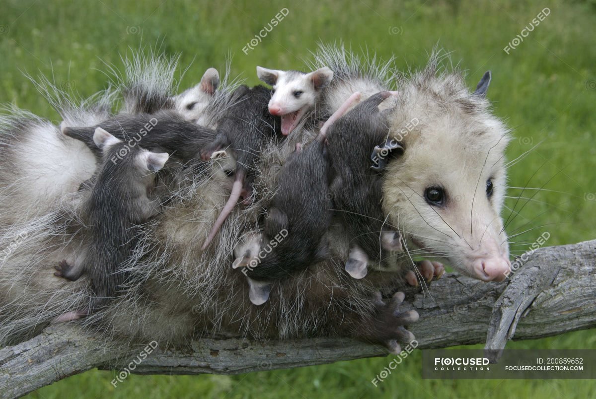 Самка опоссума