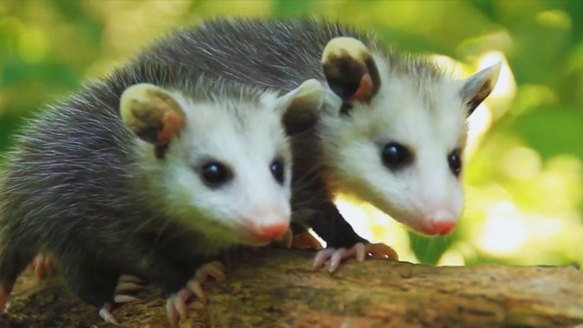 Виргинский опоссум