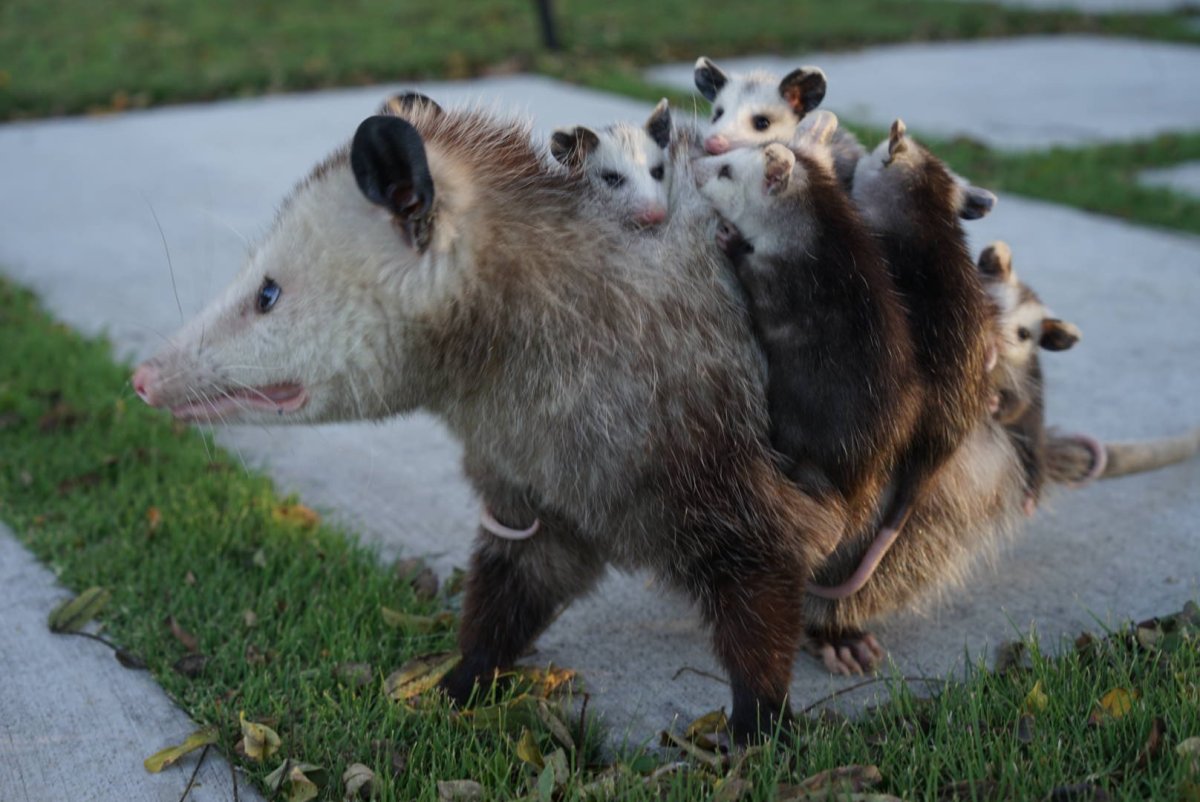 Сумчатый опоссум Бразилия