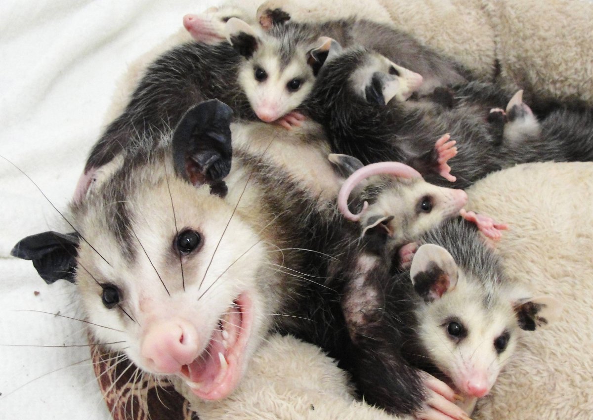 Опоссум с детенышами