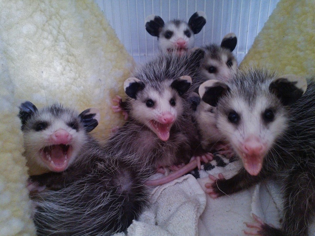 Опоссум семейство