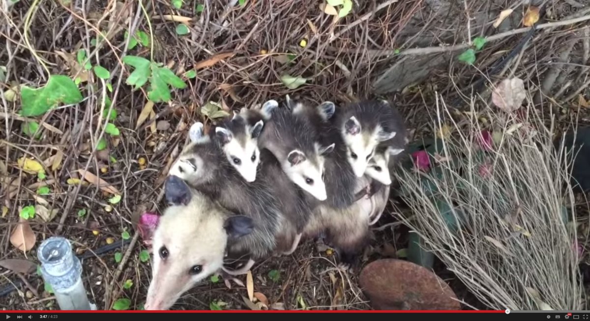 Опоссум с детенышами