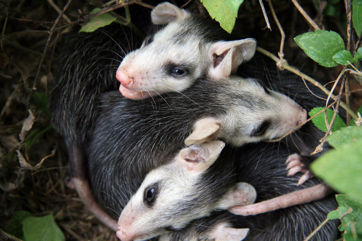 Гнездо опоссума