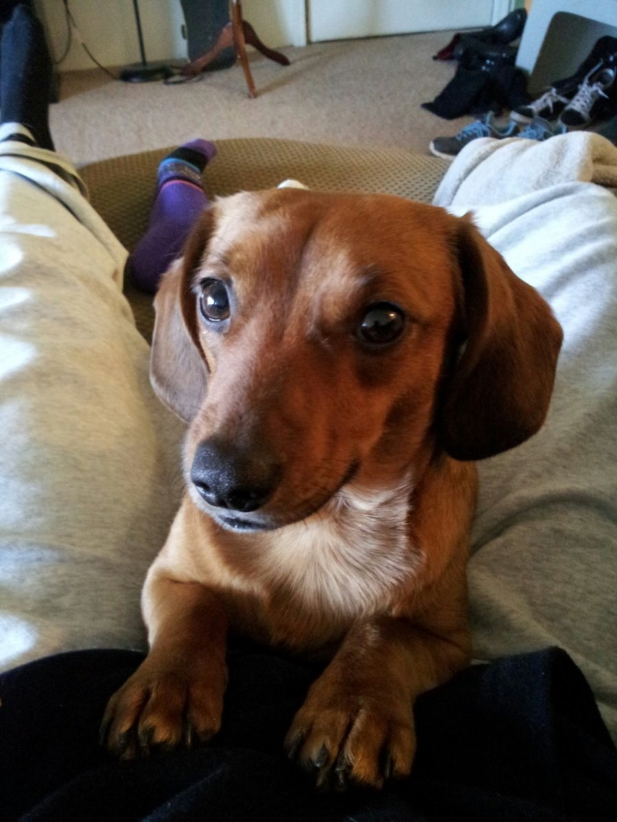 Метис Бигль и такса