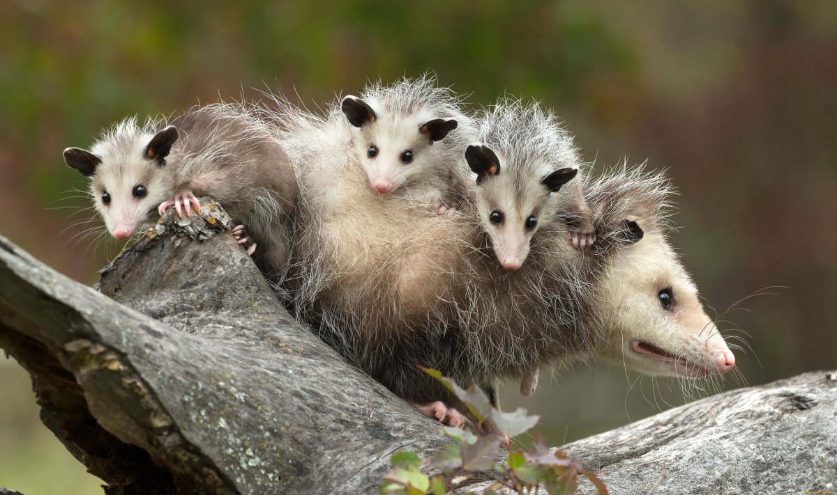 Опоссум виргинский (Didelphis virginiana)