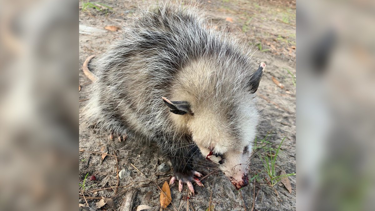Оппозиция опоссум