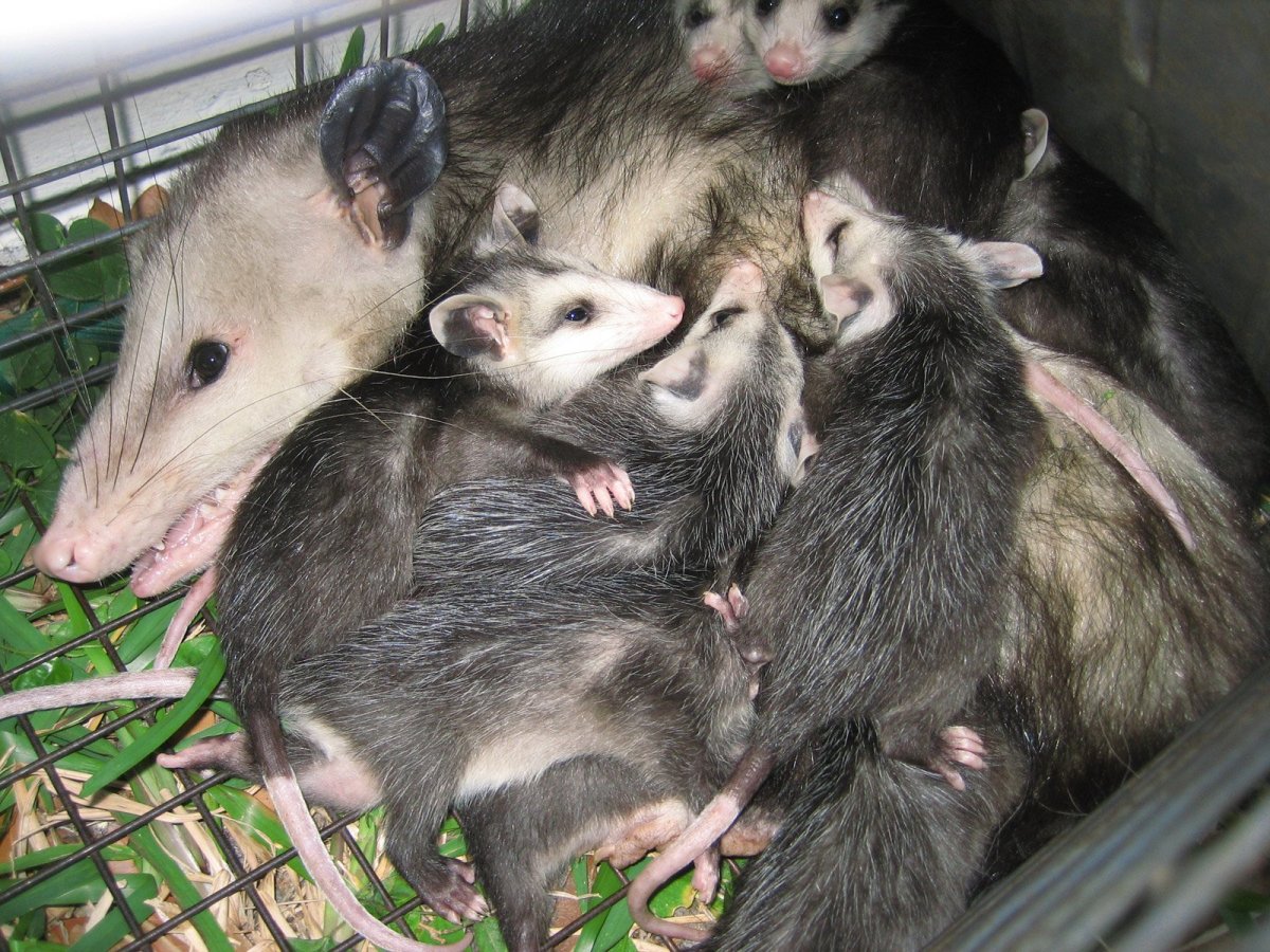 Опоссум с детенышами