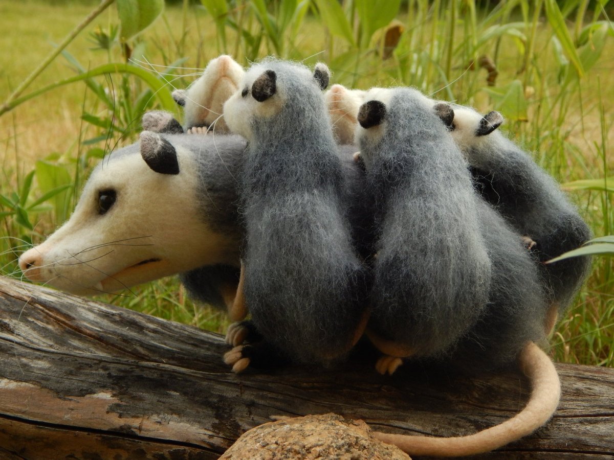 Опоссум с детьми