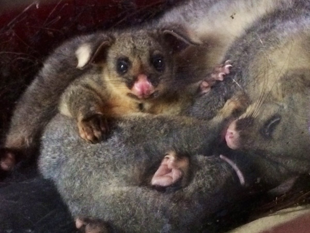 Виргинский опоссум новорожденный