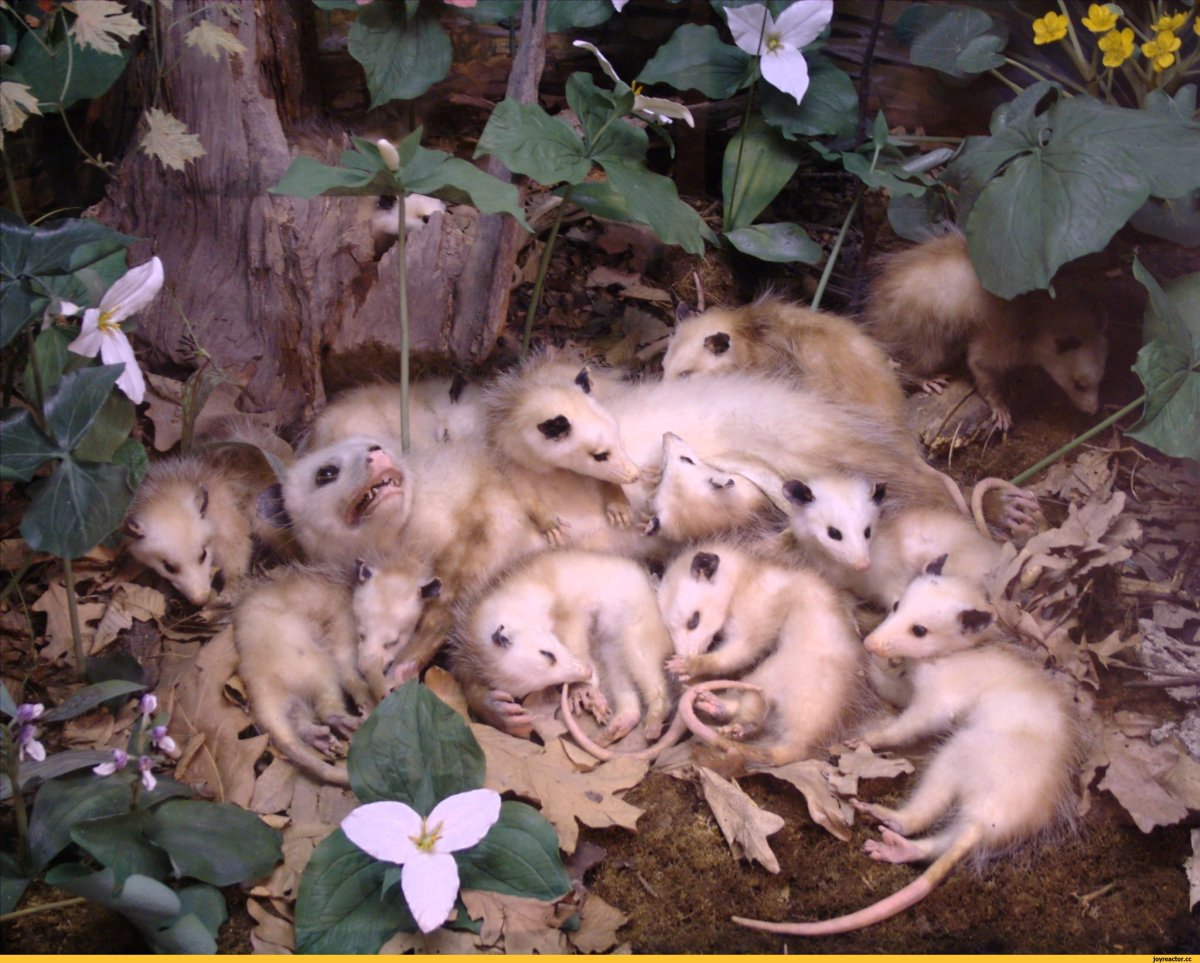 Новорожденный детеныш gjccevf