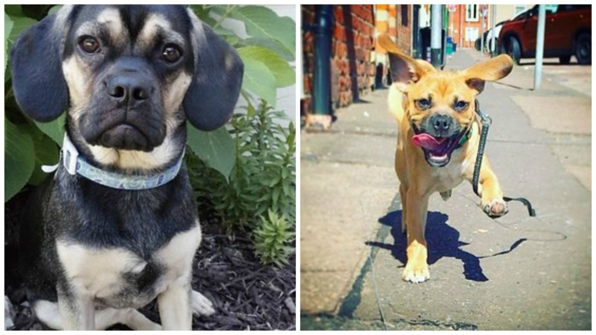 Метис МОПСА И Кинг Чарльз спаниеля