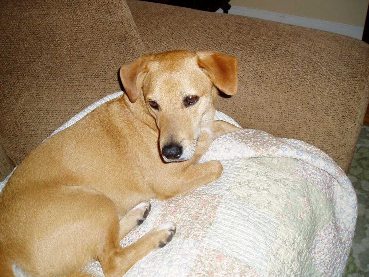 Метис лабрадора с биглем