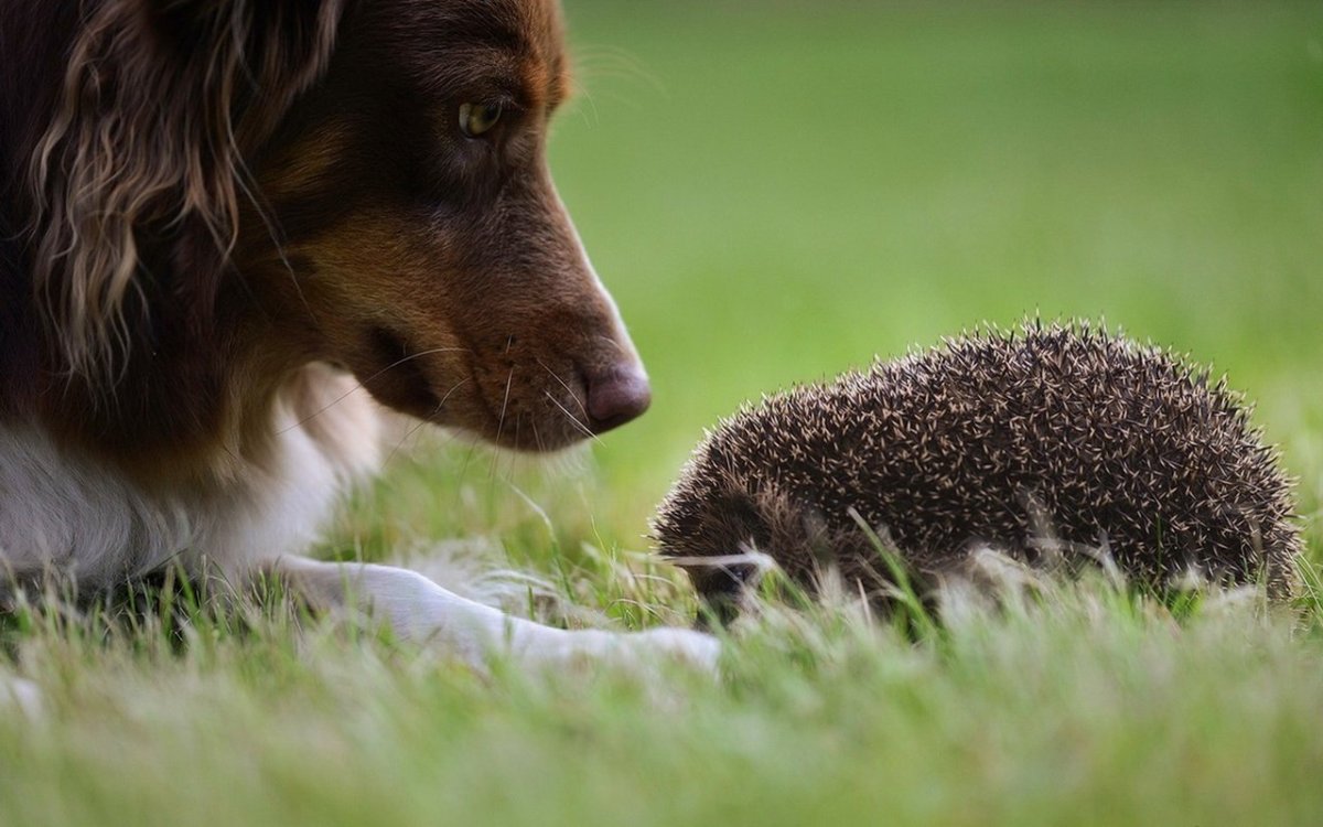 Собачка на травке