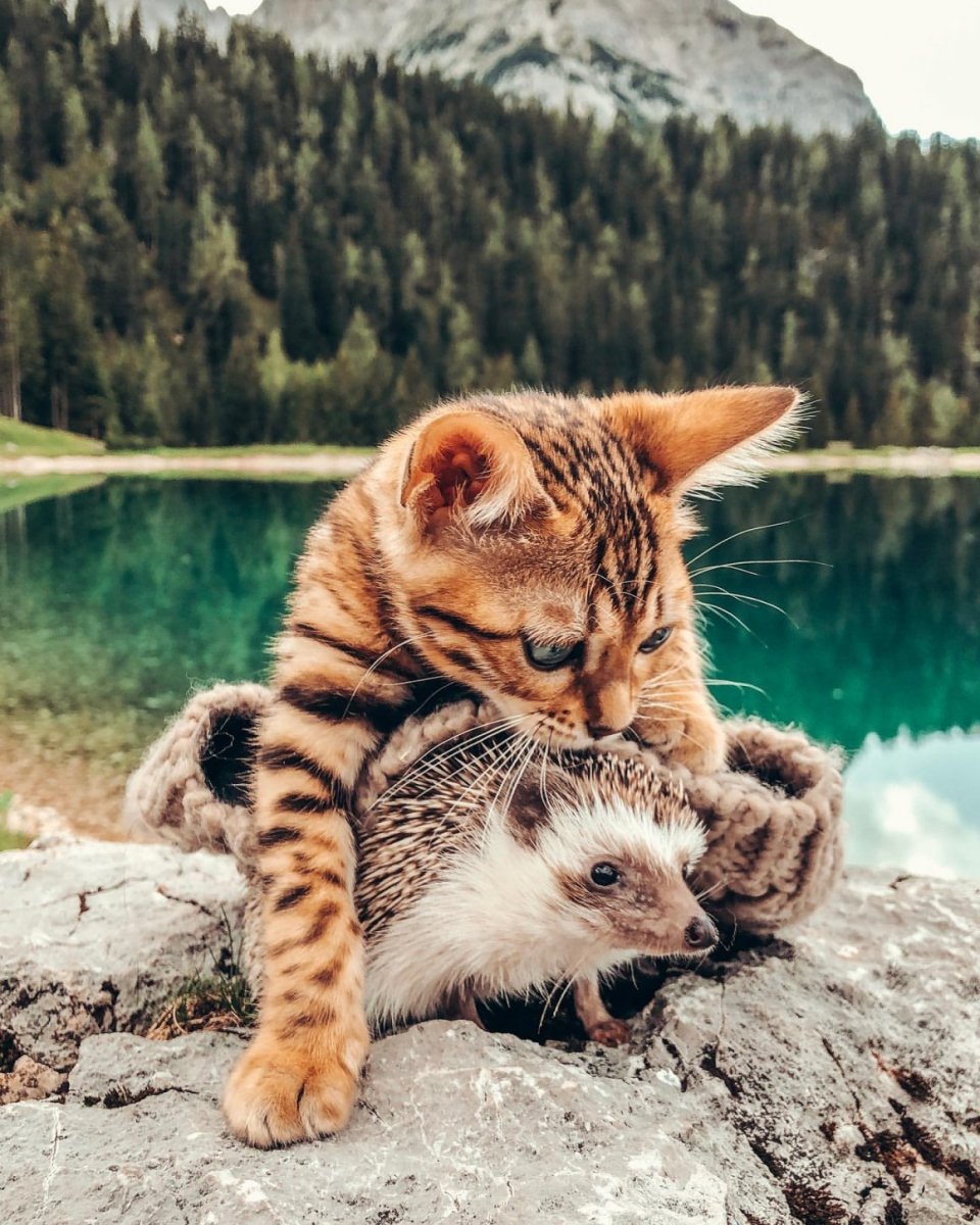 Ежик и кошка