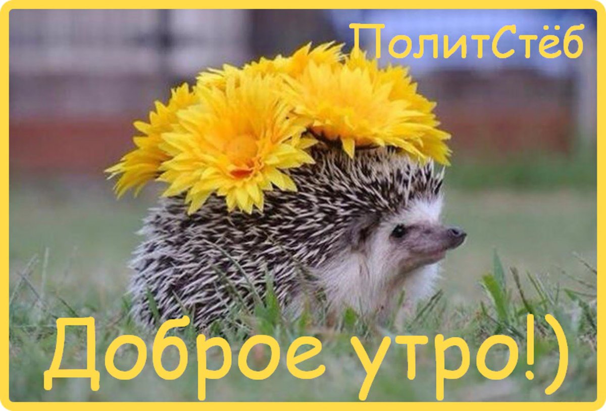 Мама давай заведем собаку