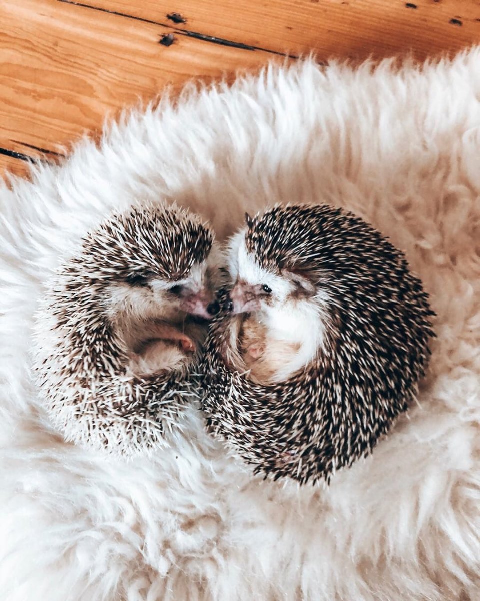 Ежик весной