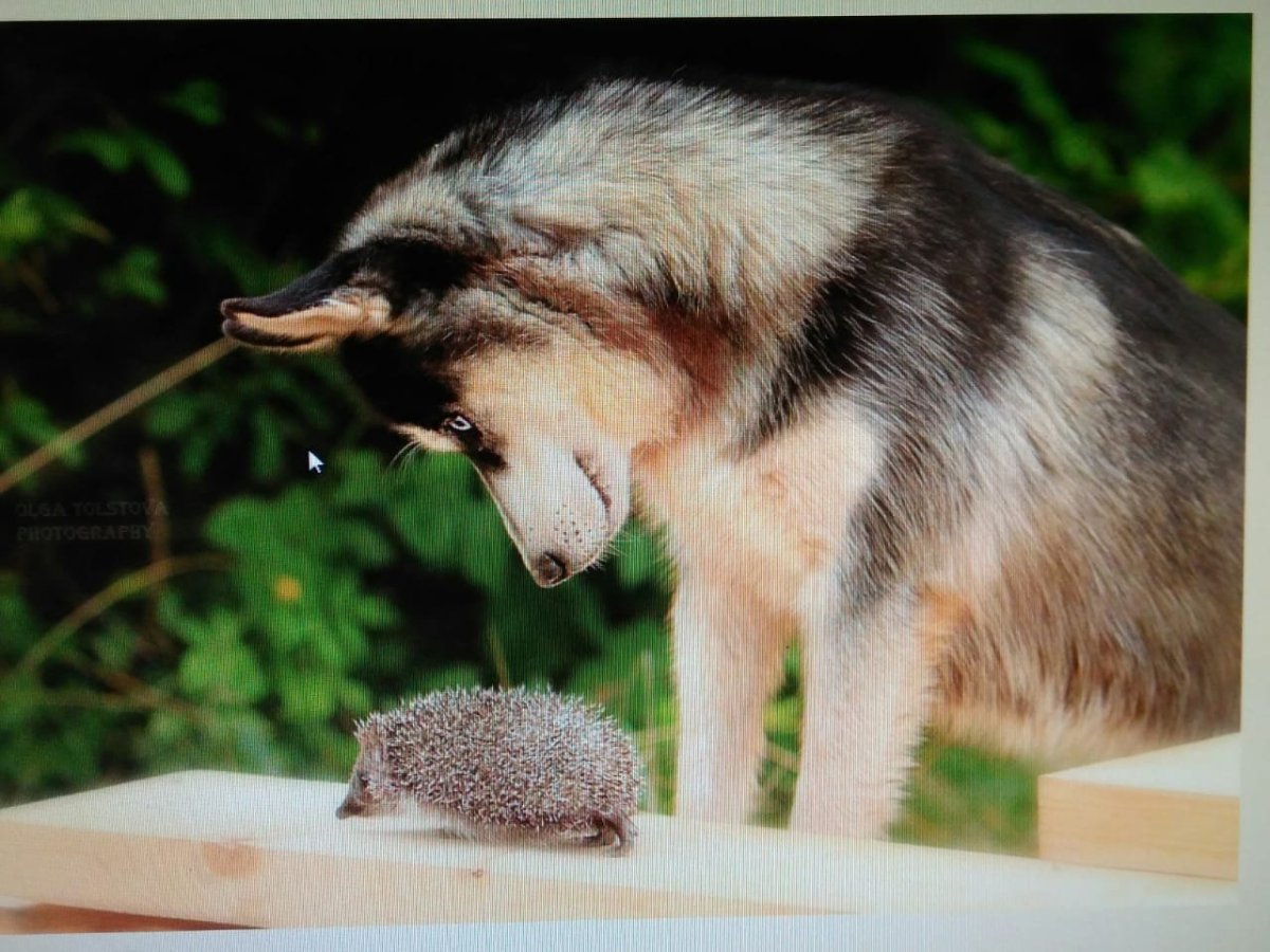 Доброта Эстетика