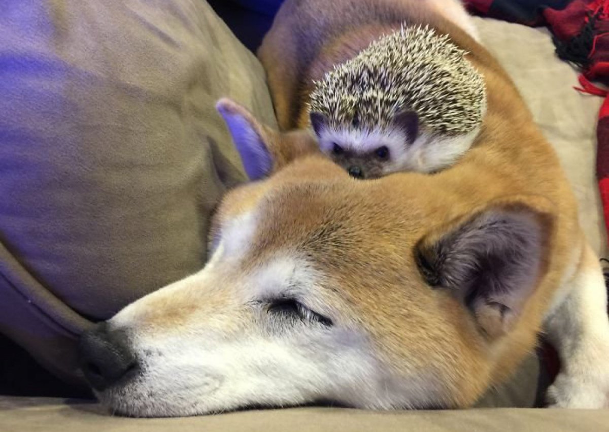 Щенок и Ежик