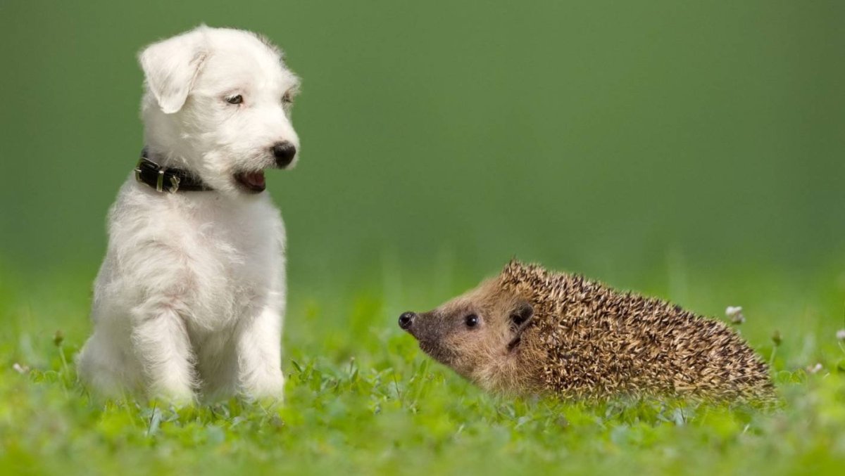 Семья ежей для детей