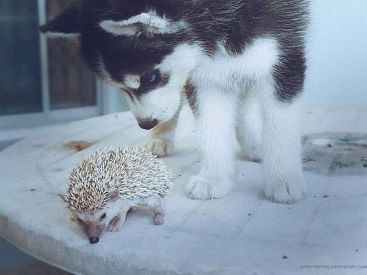 Соня Шишкова