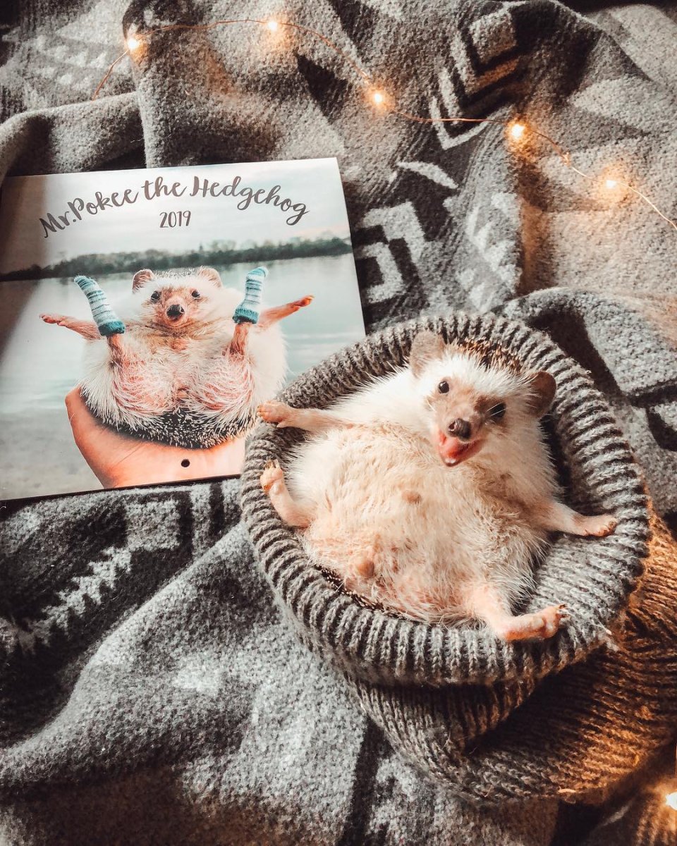 Ежик на единороге