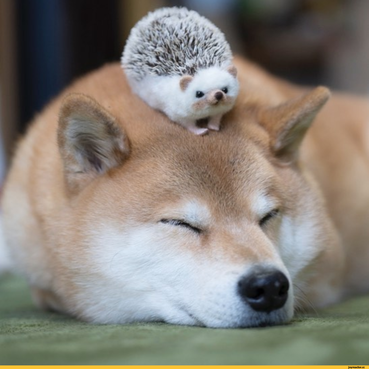 Сиба ину милые