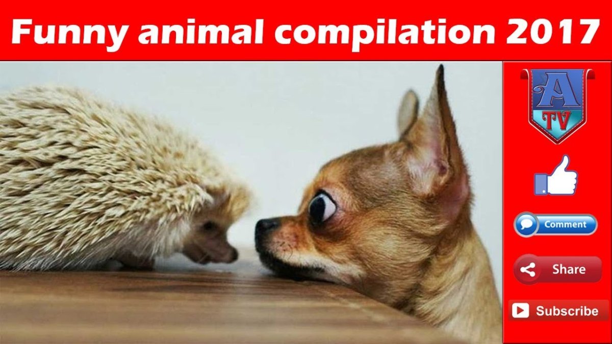 Прикольные картинки с чихуахуа с надписями