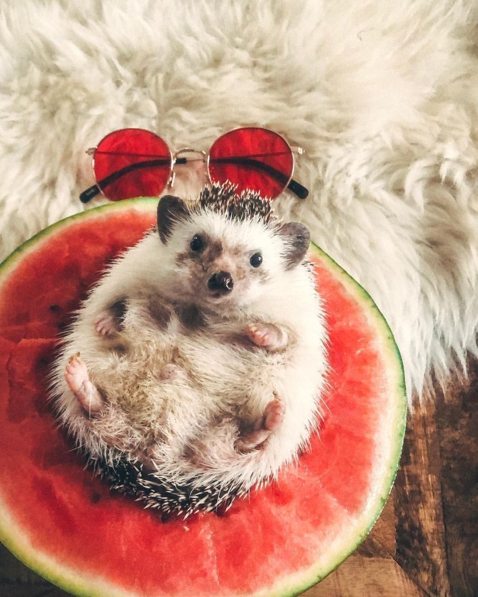 Чихуахуа приколы с надписями