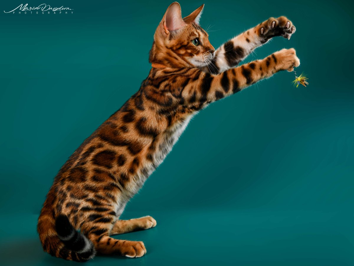 Окрас Бен 24 Бенгальская кошка