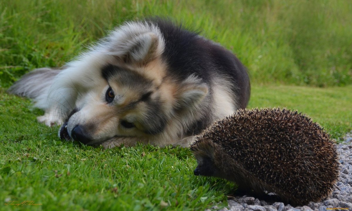 Собаки и Ежи