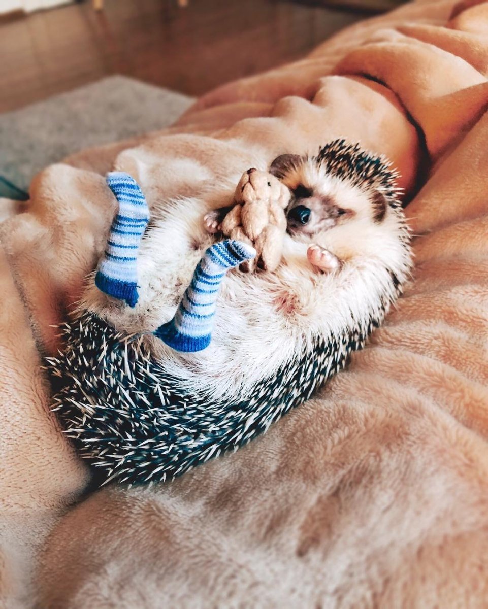 Кровать для французского бульдога