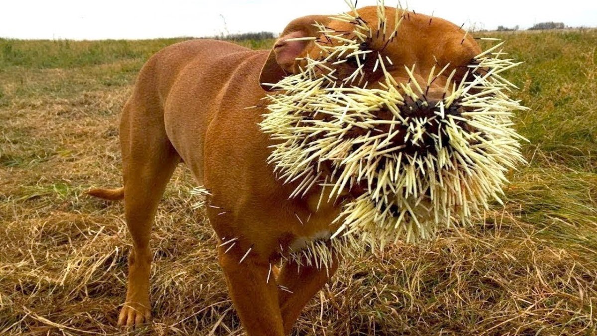 Собаки и Ежи