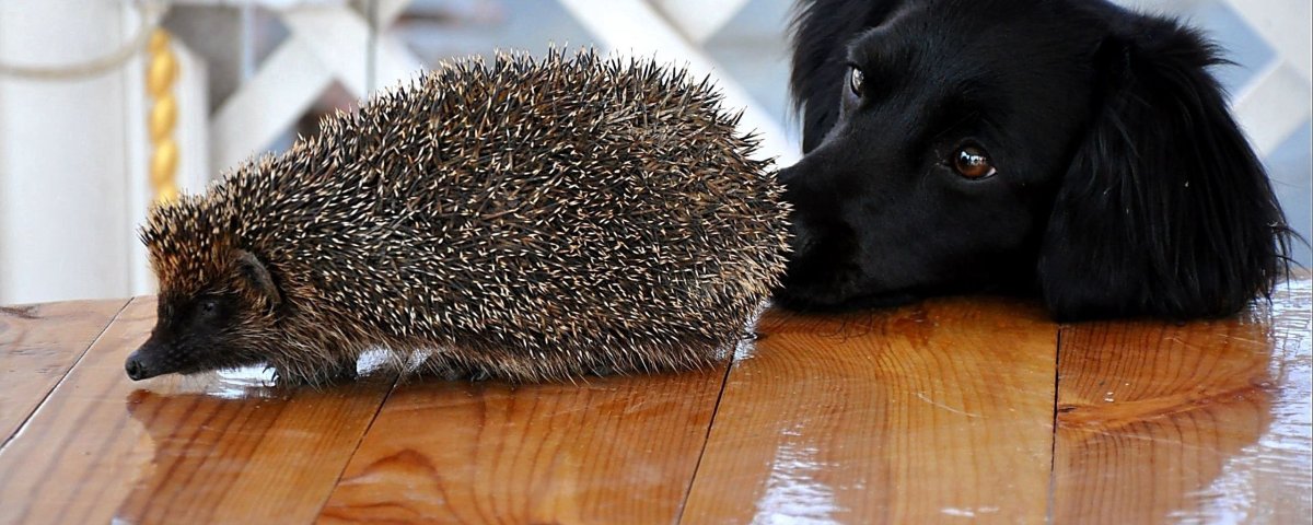 Весёлые афоризмы для поднятия настроения