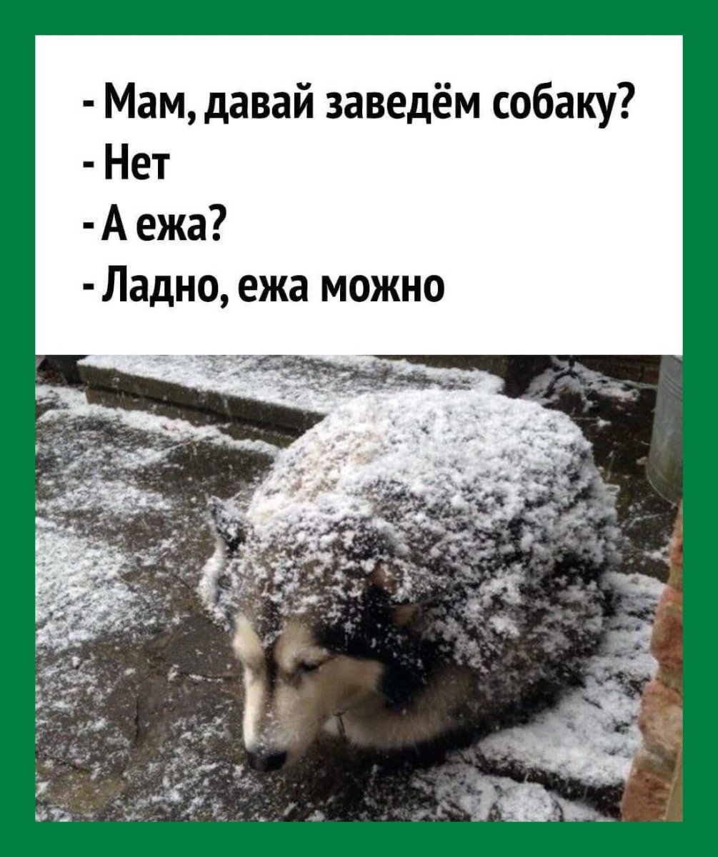 Доброе утро с собачками