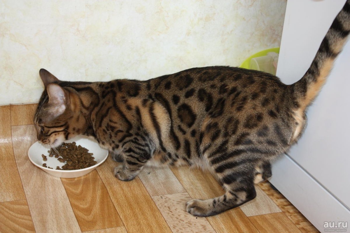 Угольный бенгал угольный бенгал розетка